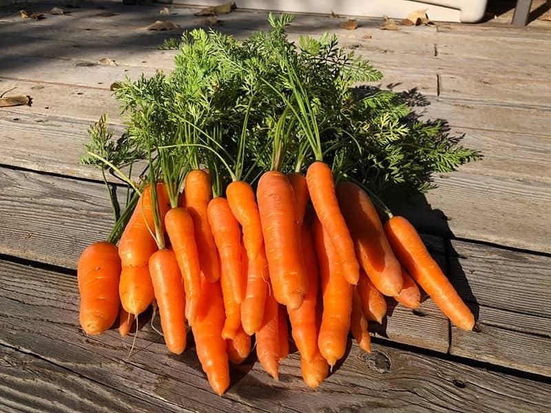 Carrots – Ethylene Sensitive