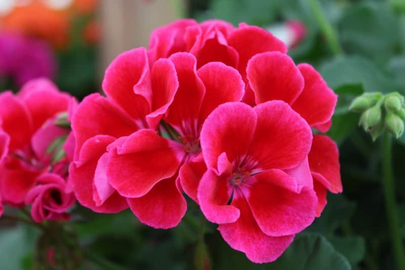 Geraniums