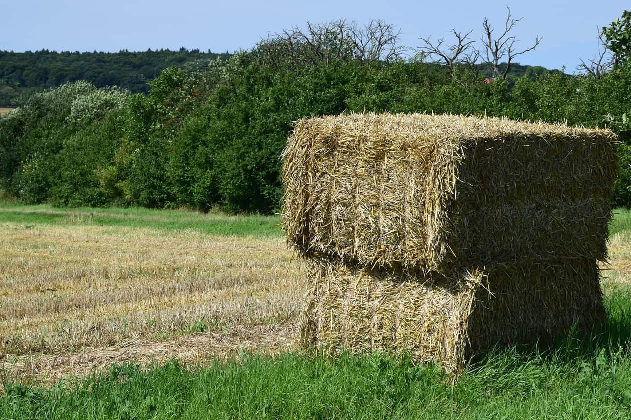 Straw Bale Gardening