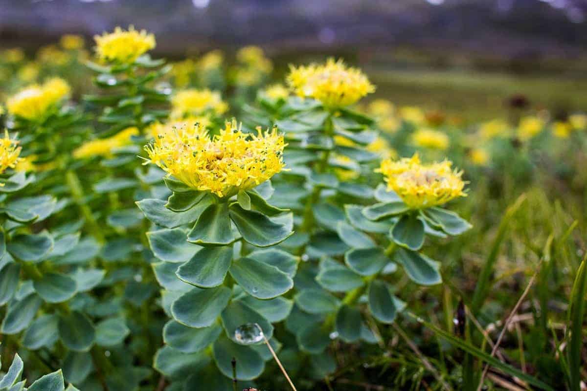 Rhodiola (Rhodiola rosea)