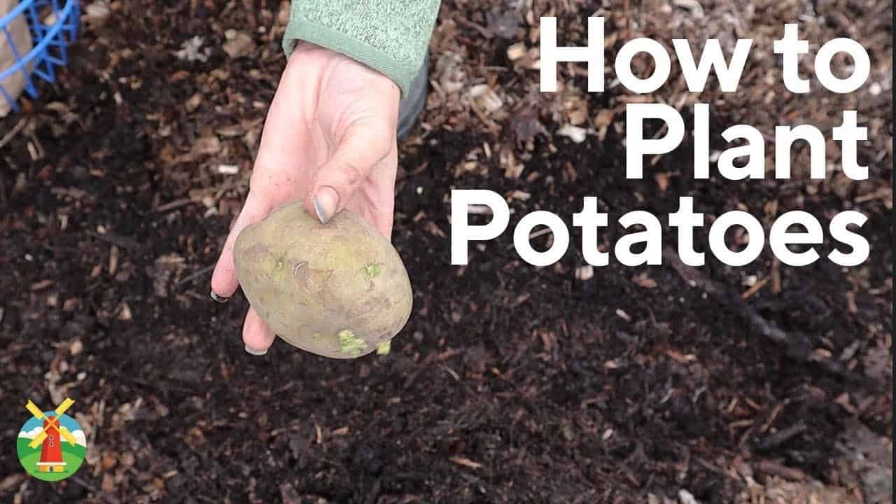 Planting Potatoes