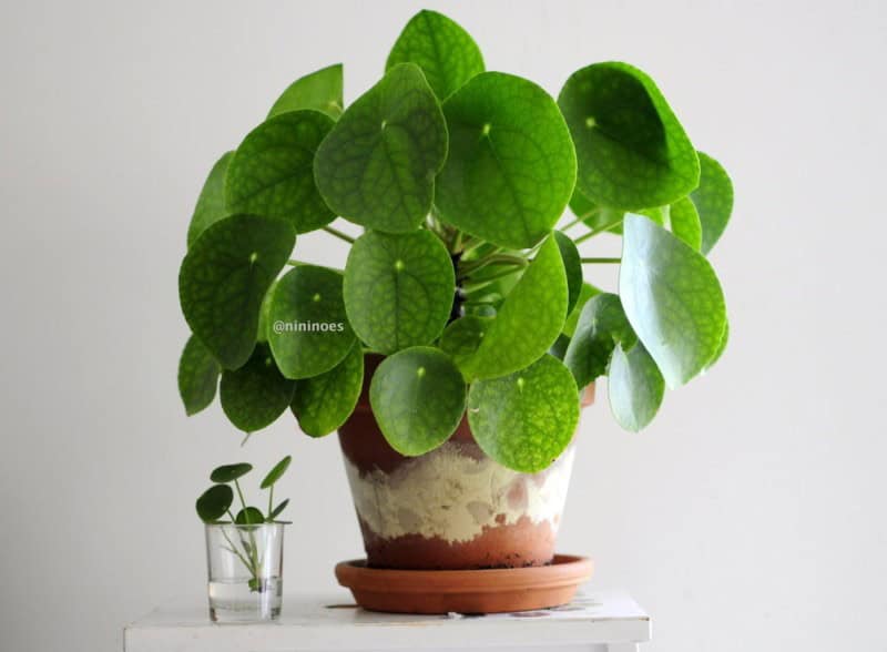 Pilea