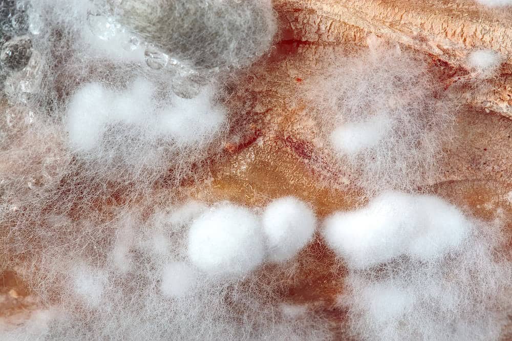 What is White Mold?