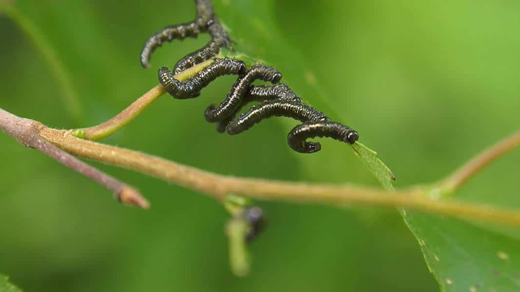 Leafminers