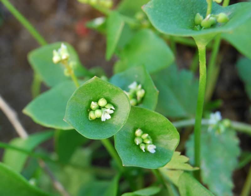 Claytonia