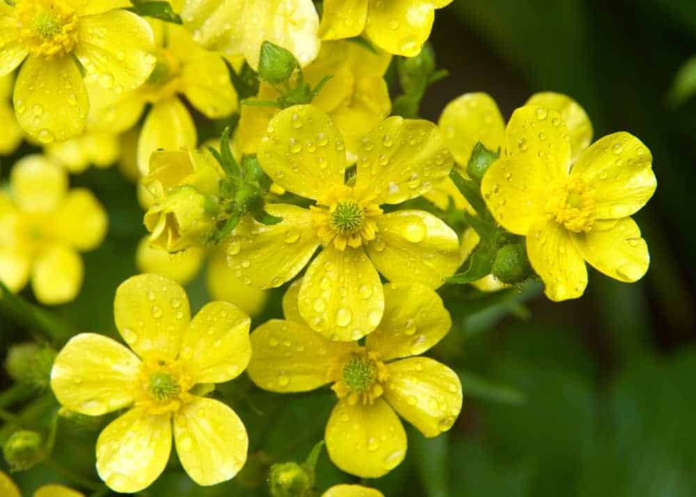 Canary Buttercup