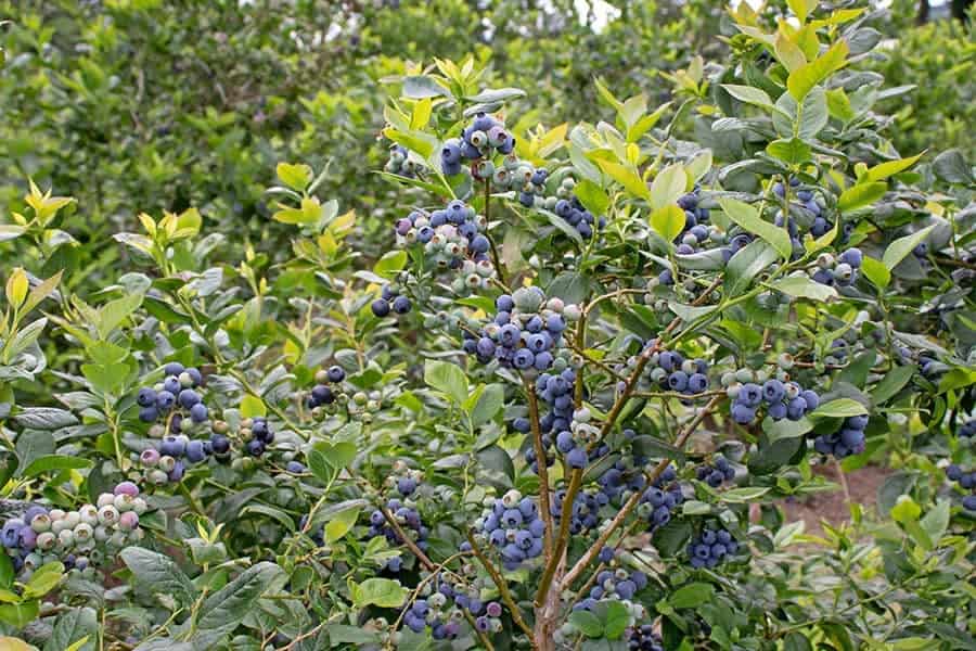 Best Blueberry Varieties to Plant