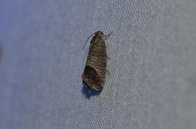 Codling Moth