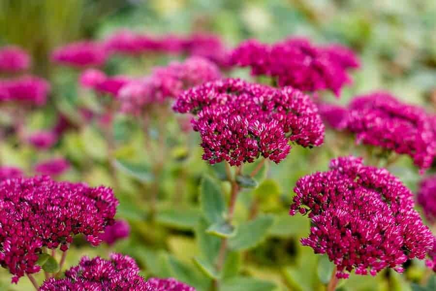 Sedum