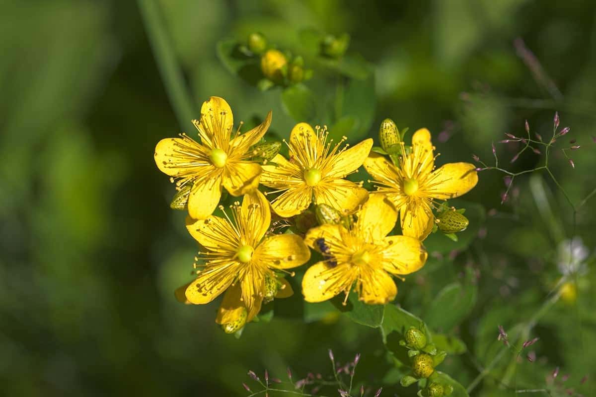 St. John’s Wort (Hypericum spp.)