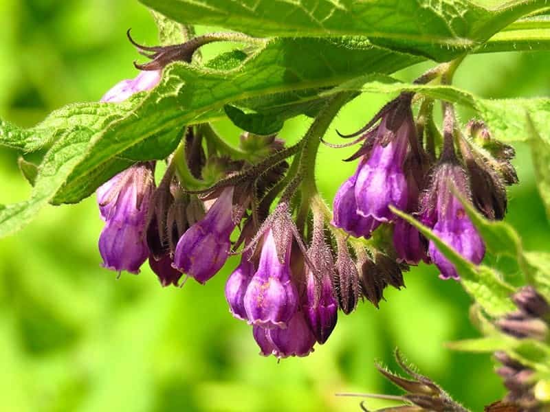 Comfrey