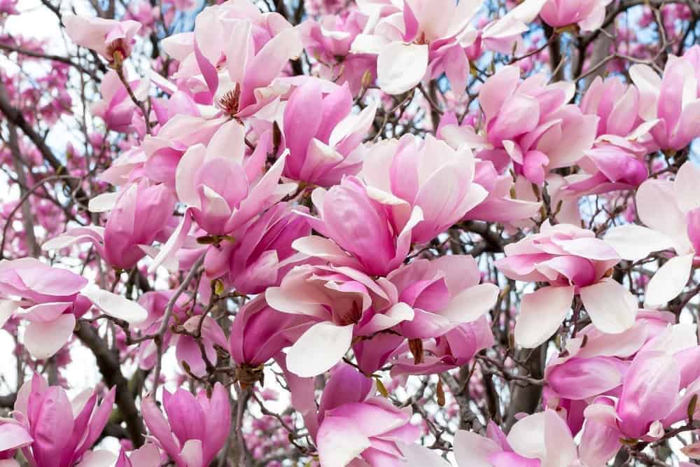 Saucer Magnolia