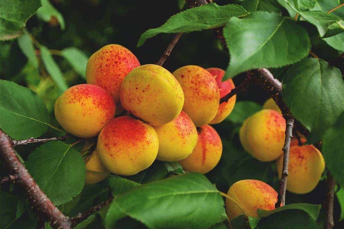 Apricots