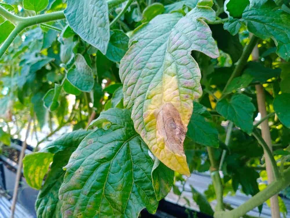 Signs of Early Blight