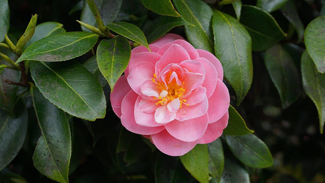 Camellia