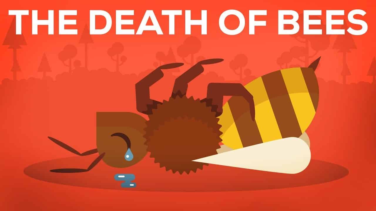 You Are Helping To Save The Bees