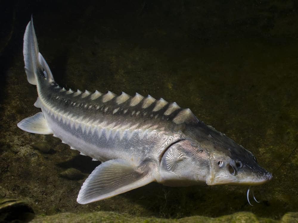 Pond Sturgeon