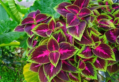 Coleus