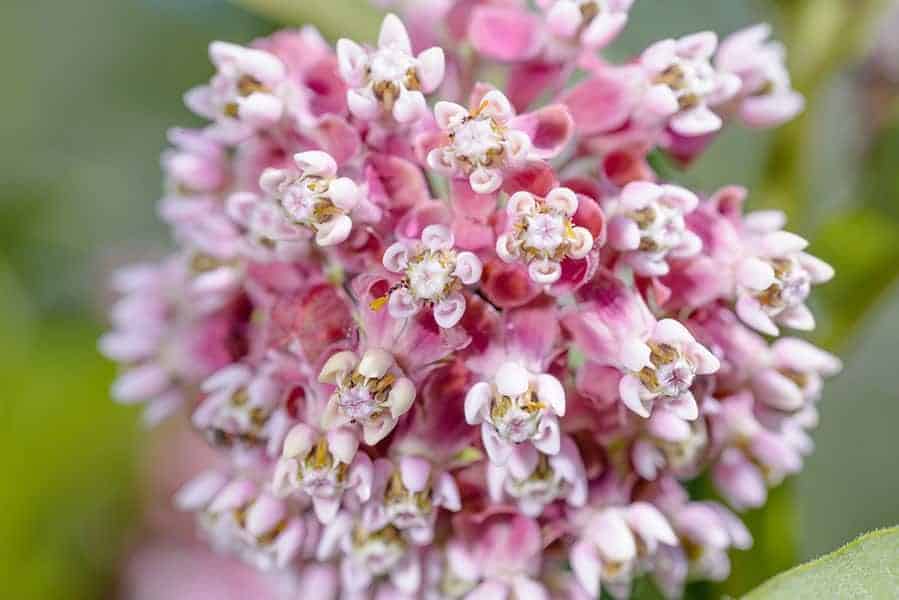 Milkweed (Asclepias sp.)