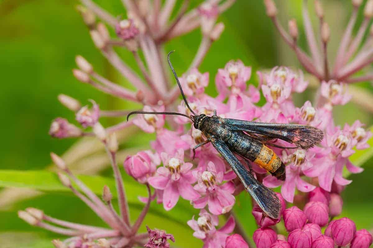 Peachtree Borer