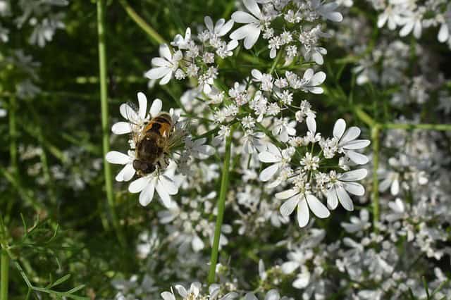 Theme Herb Gardens