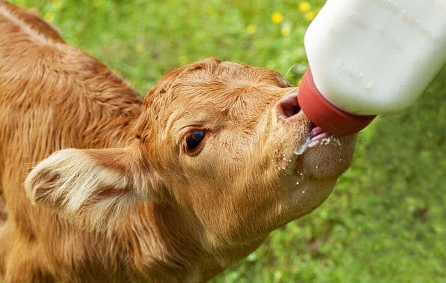 Feeding Calves