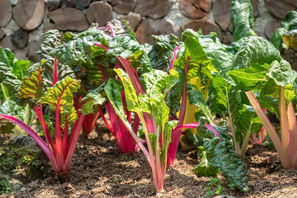 Getting Rid of Swiss Chard Pests and Diseases