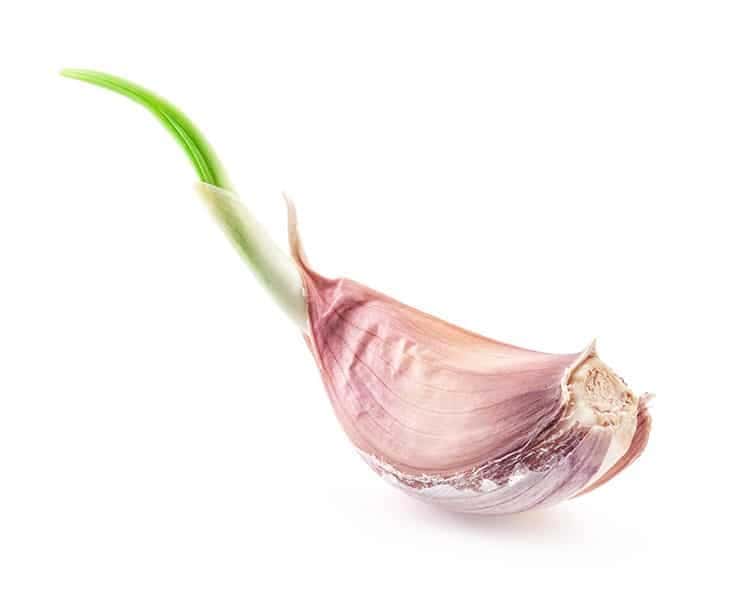 Garlic