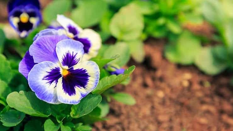 Pansies