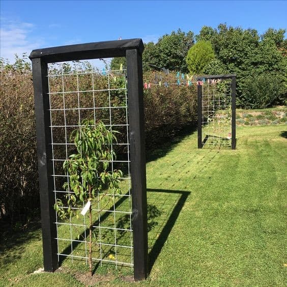 Trellis Clothesline