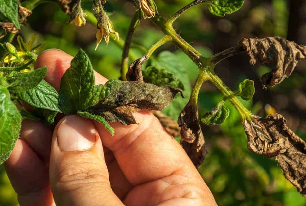 What are the Differences Between Early & Late Blight?