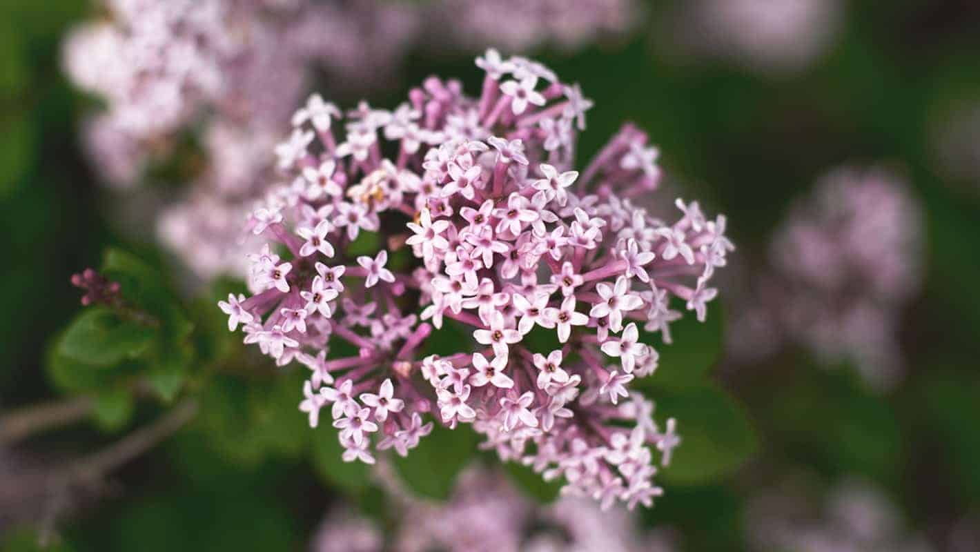 Valerian (Valeriana officinalis)