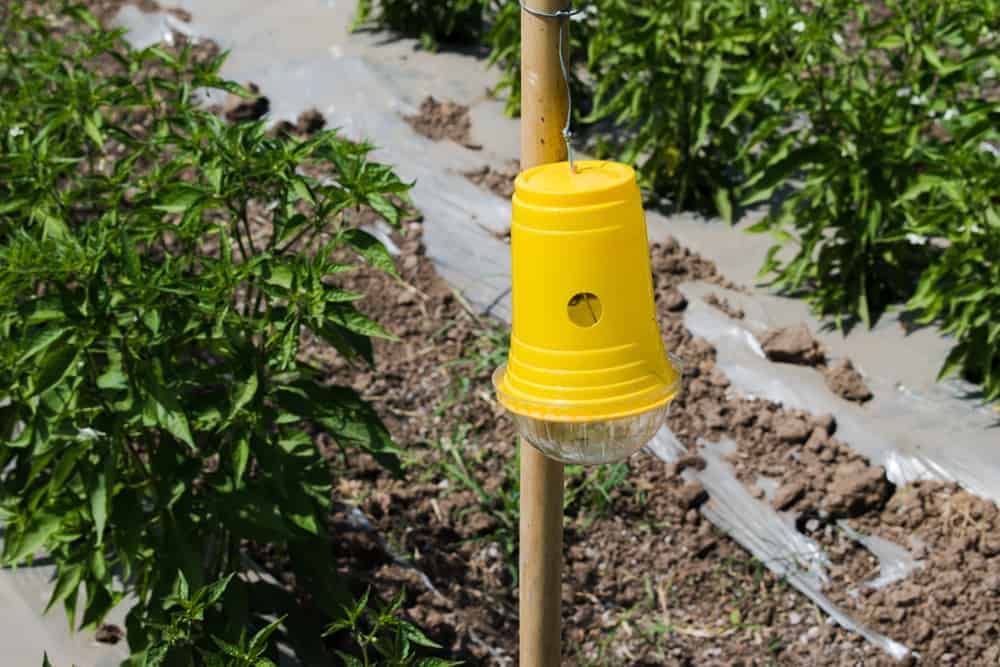 Cucumber Beetle Trap