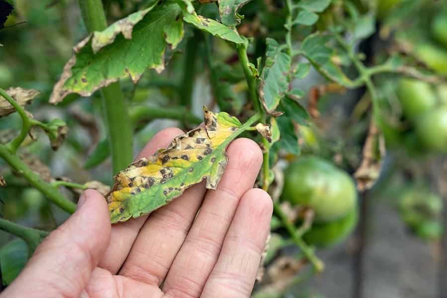 Septoria Leaf Spot