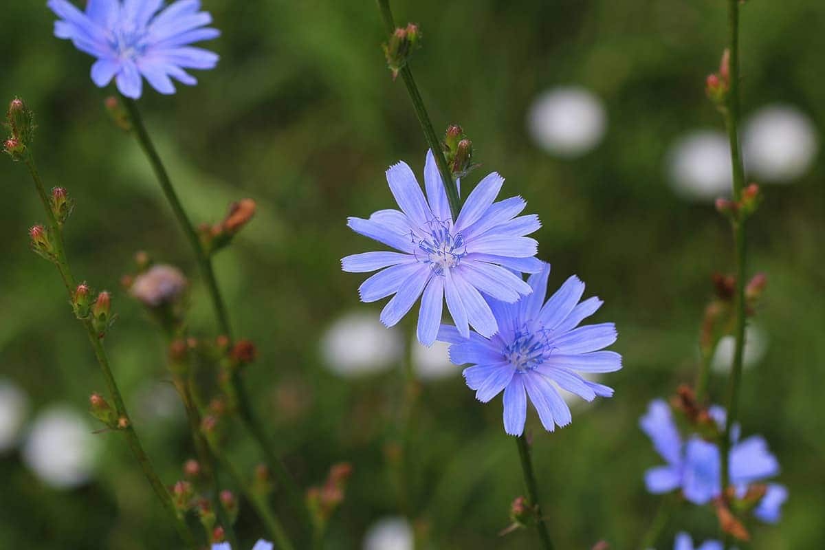 Chicory (Cichorium intybus var. sativum)