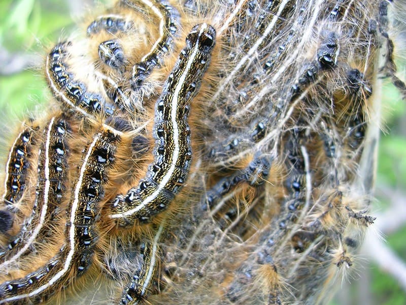 Tent Caterpillar