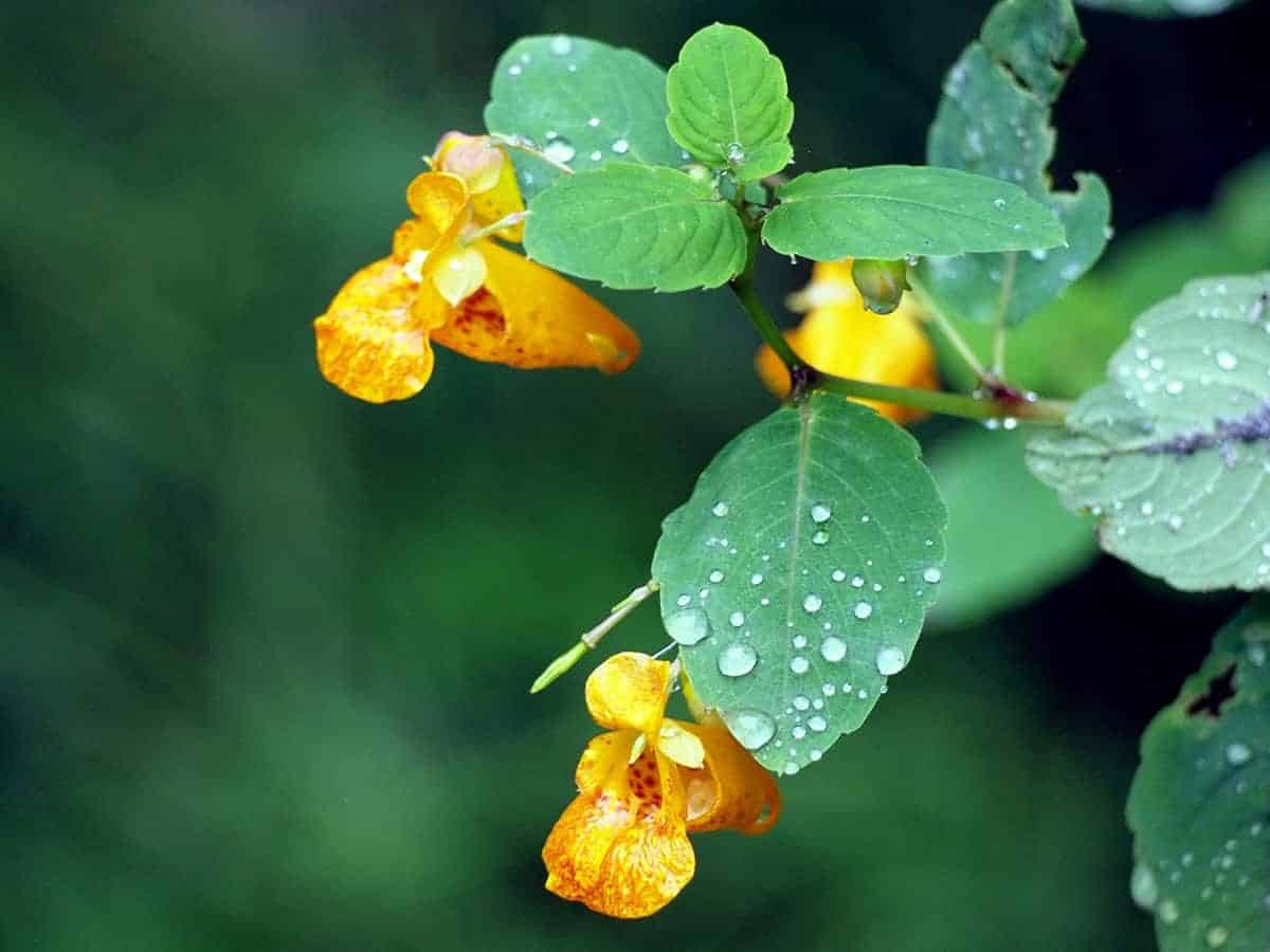 Jewelweed