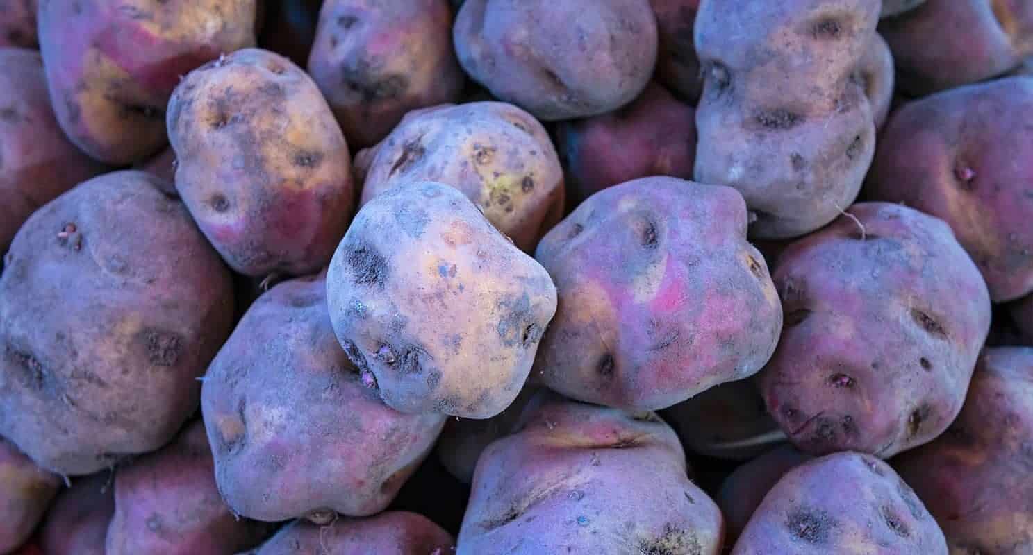 Peruvian Purple Potatoes