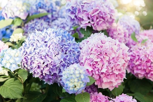 Garden Hydrangea