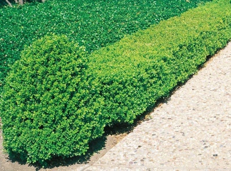 Wintergreen Boxwood