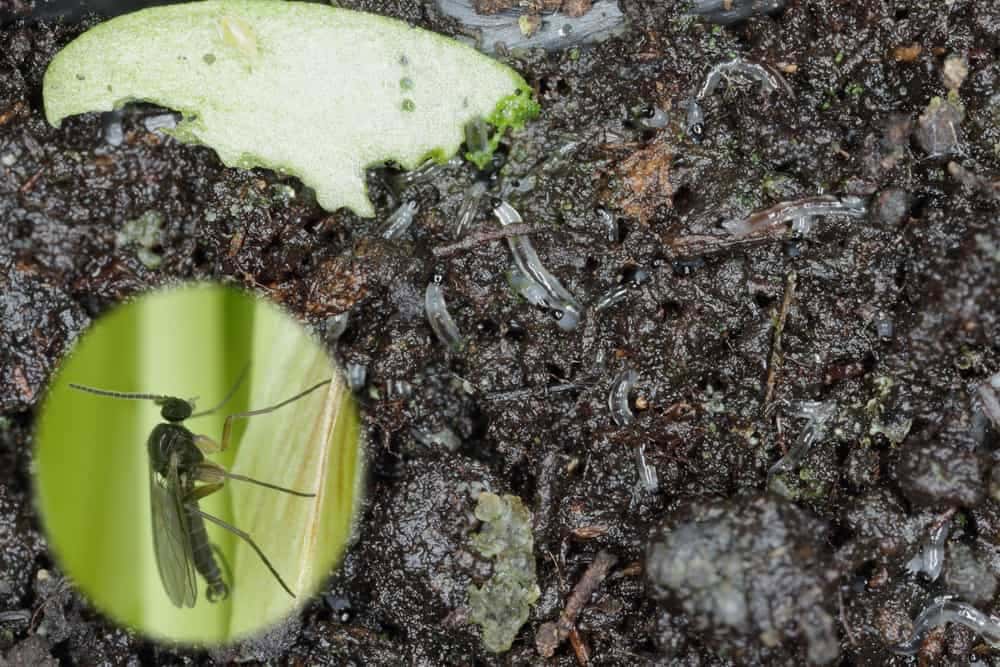 Fungus Gnats