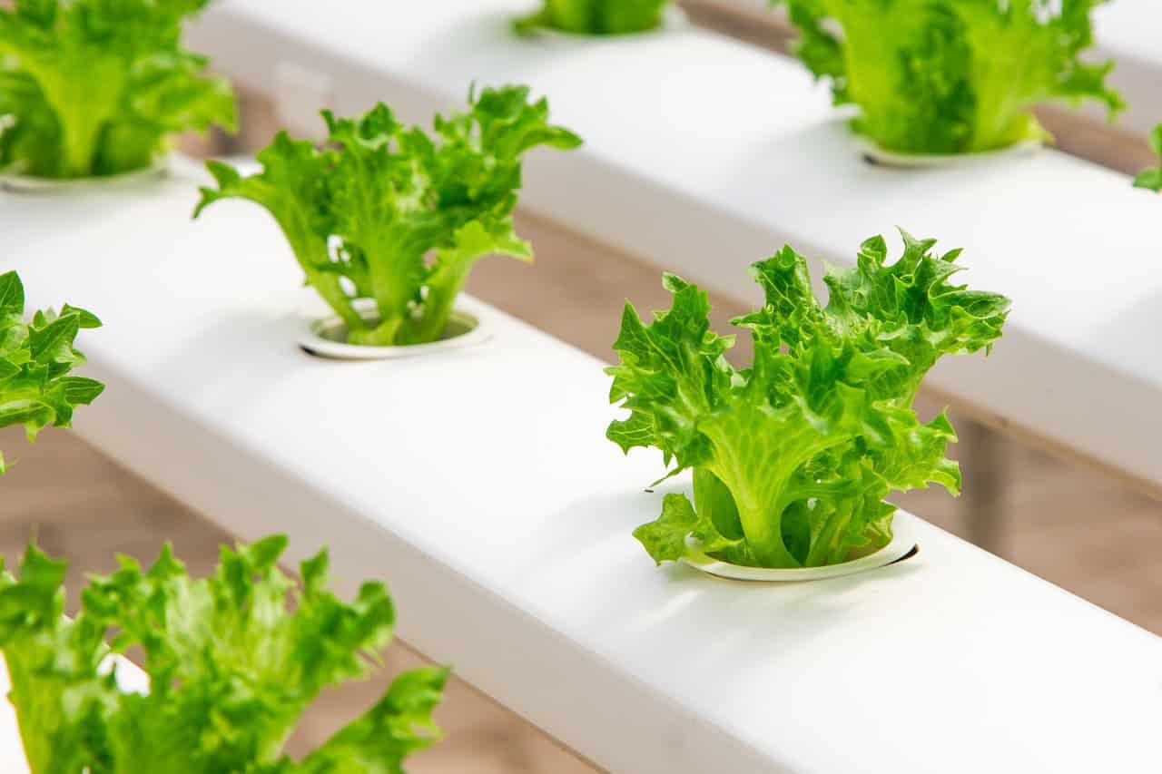 Hydroponic Gardening