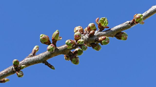 Caring for Growing Cherries