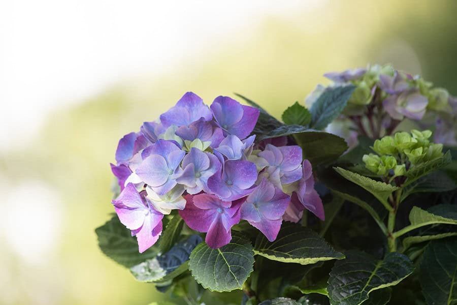 Hydrangea (Hydrangea)