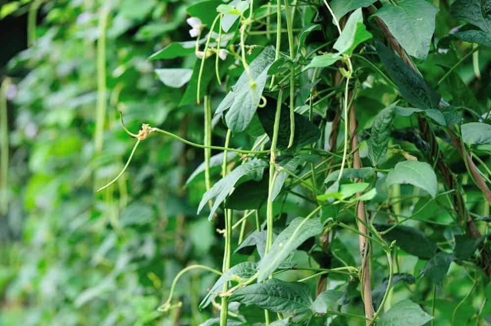 Cowpeas