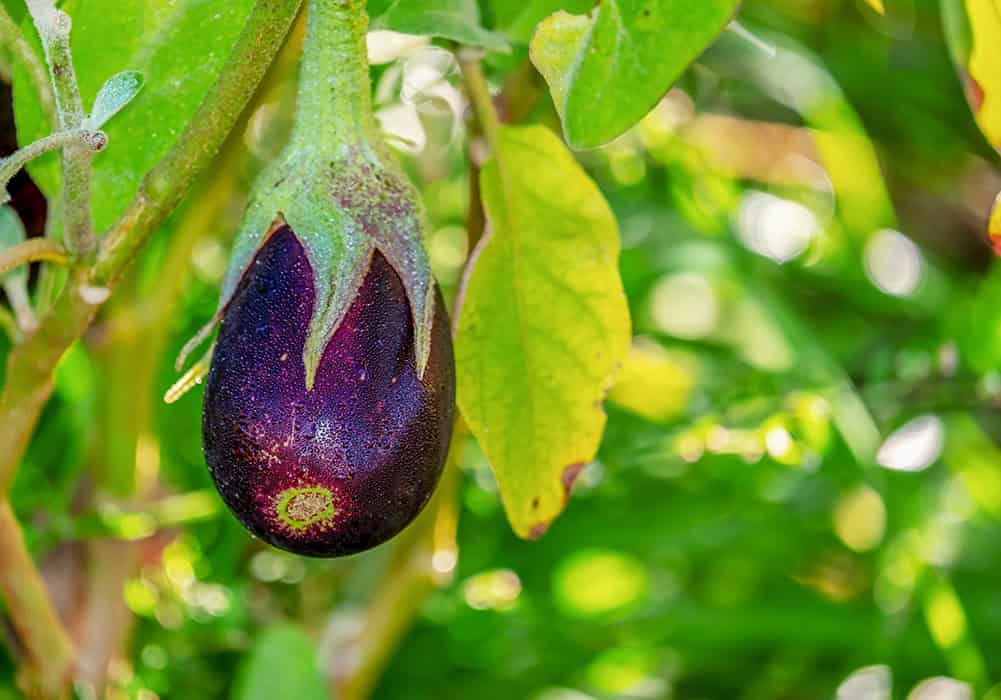 Common Problems and Solutions to Growing Eggplants