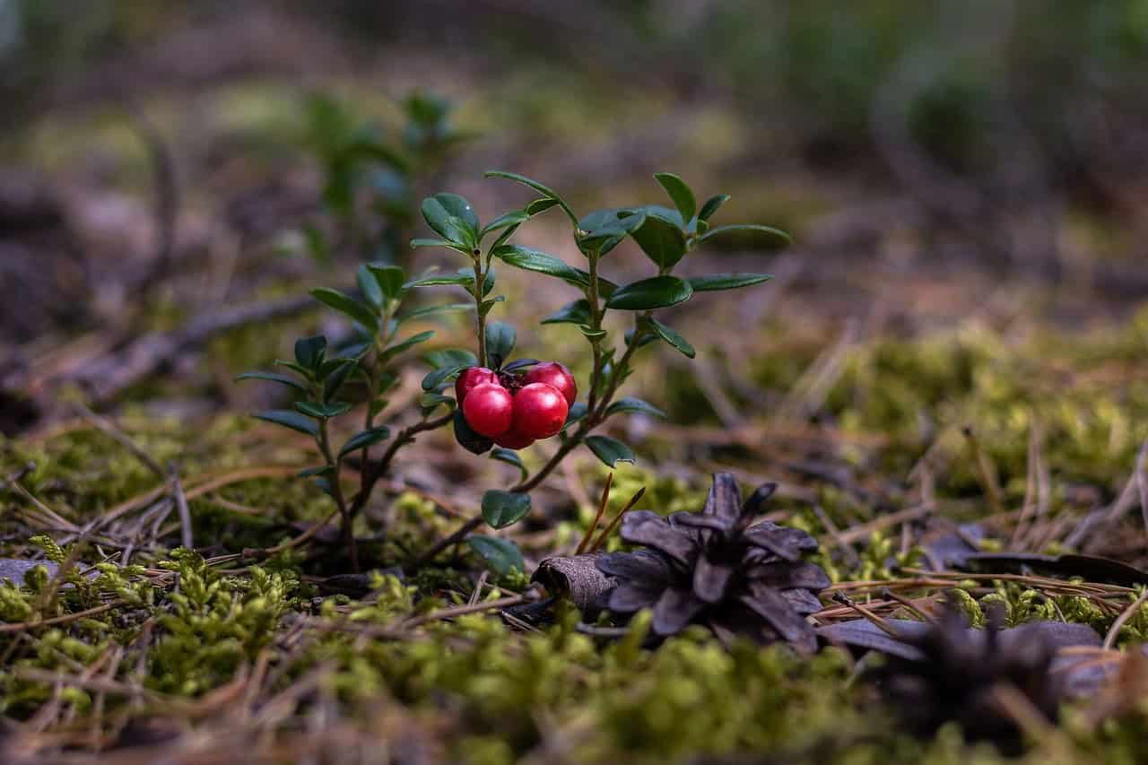 Highbush and Lowbush Cranberries