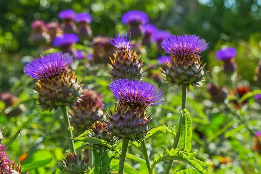 Cardoons (Cynara cardunculus)