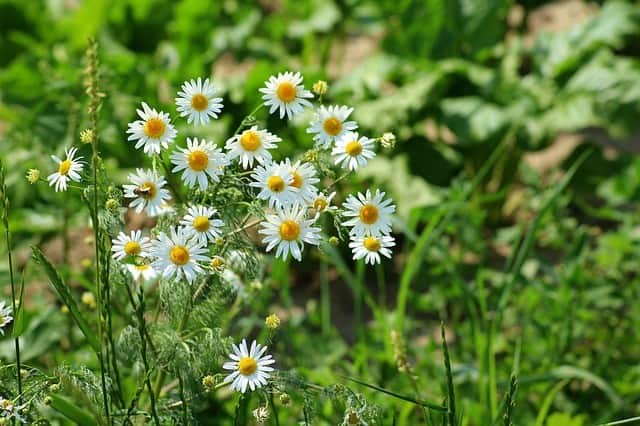 How to Care for Chamomile