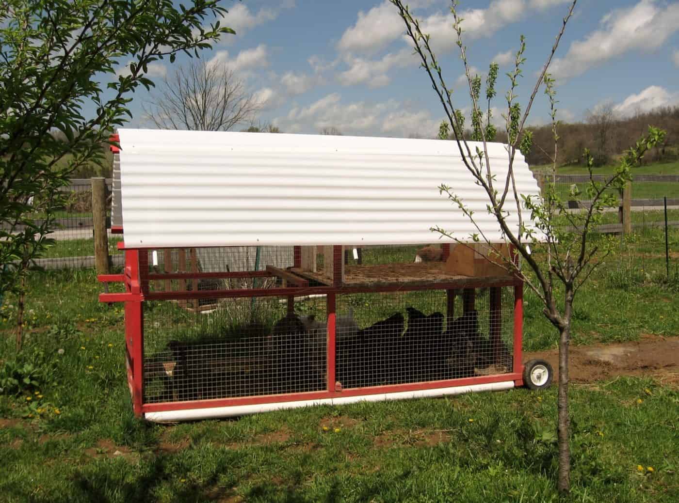 Livestock in the Orchard